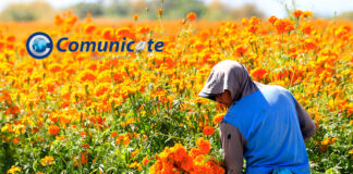 Puebla líder en producción de cempasúchil y terciopelo; concentra el 72% nacional