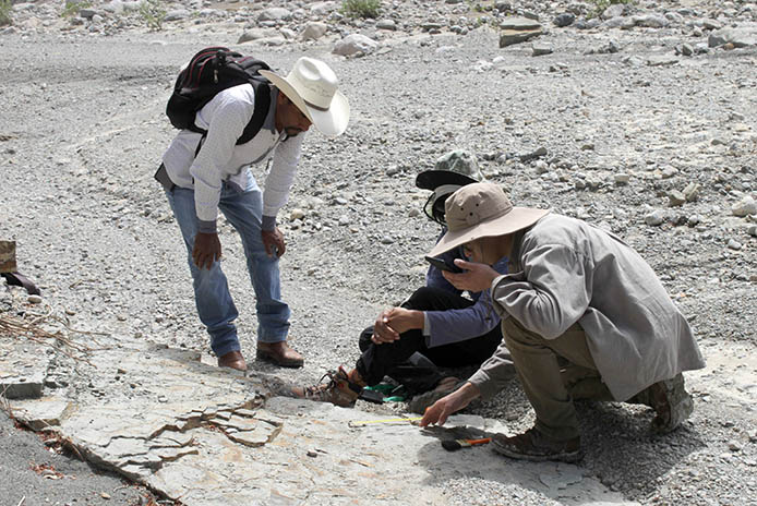 E Paleontología