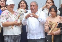 Amozoc fortalece la salud pública y el bienestar animal con Jornadas Gratuitas de Esterilización Canina y Felina